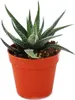 Haworthia attenuata - malá rostlina v květináči 5,5 cm Náhled obrázku produktu 1