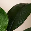 1x Spathiphyllum Sensation P24 H120 Produktbild-Vorschau 4