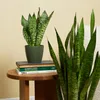 Bloomique - 2er Set - Sansevieria Zeylanica - Bogenhanf - Produktbild-Vorschau 3