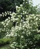 Philadelphus 'Schneesturm', Duftjasmin, weiß, 80–100 cm Produktbild-Vorschau 4