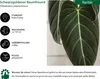 Schwarzgoldener Baumfreund - Philodendron melanochrysum Produktbild-Vorschau 2