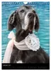 Faszination Deutsche Dogge (Wandkalender 2027 DIN A4 hoch), Produktbild-Vorschau 4