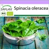 SAFLAX - BIO - Špenát - Zimný Gigant - Spinacia oleracea - Náhľad obrázku produktu 10