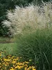 Stauden Gänge 3 x Miscanthus sinensis 'Graziella' im 1 Produktbild-Vorschau 6