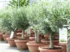 Olivenbaum Bonsai 70 - 90 cm Formgehölz, Olive winterhart, Produktbild-Vorschau 4