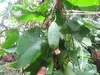 Tindola (Coccinia grandis)  – 10 semen Náhled obrázku produktu 2