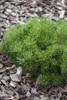A close-up shot of a small evergreen shrub with green needles, surrounded by bark mulch. Produktbild-Vorschau