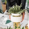 Verts Colibri | Set di 2 piante di Rhipsalis in vasi Anteprima dell’immagine prodotto 2