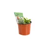 6 x Velký šťovík - Rumex acetosa | květináč 9 cm x 9 cm Náhled obrázku produktu 2