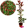 A potted Photinia Fraseri 'Red Robin' shrub is shown next to a circular close-up of its foliage. Náhled obrázku produktu