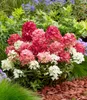 BALDUR Garten 1x Niedrige Hortensie 'Groundbreaker® Ruby®', Produktbild-Vorschau 3