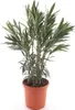1x Nerium oleander licht roze P26 H80 Produktbild-Vorschau 2