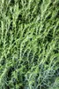 Thuja occidentalis 'Teddy', Kugel-Lebensbaum, kompakt, Produktbild-Vorschau 1