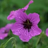 6 x géranium  - Geranium 'Patricia'  | Pot 9 cm x 9 cm Voir les images du produit 2