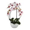 Umělá květina orchidej phalaenopsis 3D-tisk v keramickém Náhled obrázku produktu 1