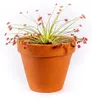 Gardners Drosera mix, priemer 9 cm Náhľad obrázku produktu 4