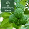 Meine Orangerie - Kaffir Limette Mezzo - Citrus Hystrix - Produktbild-Vorschau 4
