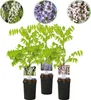 GreenboutiQ - Blauregen Pflanze Winterhart - Wisteria Produktbild-Vorschau 1