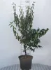 Cornus mas - Kornelkirsche Jolico 60- 80 cm Container Produktbild-Vorschau 1