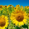 Zwergsonnenblumen Sunspot Samen - Helianthus annuus - Produktbild-Vorschau 3