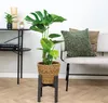 Bloomique - Monstera Deliciosa - Fensterblatt - Produktbild-Vorschau 4