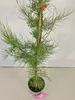 Tamarix tetandra, Tamariske, Höhe 80–100 cm, 2-Liter-Topf Produktbild-Vorschau 3