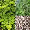 PURE CHEMICAL | Olio di moringa, , 1000 ml Anteprima dell’immagine prodotto 10