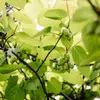 GreenboutiQ - Obstpflanze - Kiwi - Actinidia arguta Issai - Produktbild-Vorschau 5