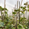 Bluszcz pospolity Harold 1L Podgląd zdjęcia produktu 6