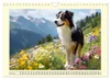 Australian Shepherd. Wanderfreude auf Pfoten im Bergsommer Produktbild-Vorschau 9