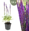 Plants by Frank | 24 Plantes de sauge | Salvia nemorosa Voir les images du produit 1