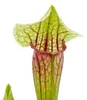 Trubkovitá rostlina - Sarracenia "Eva" - Masožravá rostlina Náhled obrázku produktu 4