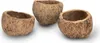 Paranussschale Natur Deko 7–10cm - Qurico Terrarium Produktbild-Vorschau 2