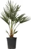 Karłatka niska - Chamaerops humilis - Wysokość 70-80cm - Podgląd zdjęcia produktu 1
