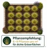 Stauden Gänge 1 x Stipa tenuissima 'Pony Tails' im 1 Liter Produktbild-Vorschau 10