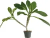 Bloomique - Plumeria Frangipani - Drzewo Świątynne - Podgląd zdjęcia produktu 1