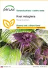 SAFLAX - kvet netopiera - Tacca chantrieri - 10 Semená Náhľad obrázku produktu 1