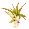 Tillandsia brachycaulus abdita M (ca. 9 cm) – Luftpflanze Produktbild-Vorschau 2