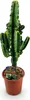 Green boutiQ - Zimmerpflanze - Euphorbia eritrea - Produktbild-Vorschau 2
