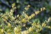 Ilex crenata 'Golden Gem', Japanische Stechpalme, goldgelb, Produktbild-Vorschau 8
