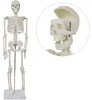 Anatomie Modell Skelett Auswahl Lebensgroß 180 cm oder Produktbild-Vorschau 2