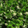 6 x Kranzspiere  - Stephanandra incisa 'Crispa'  | Topf 9cm Produktbild-Vorschau 2