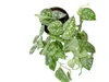 Gardners Scindapsus pictus Argyraeus, průměr 12 cm Náhled obrázku produktu 2