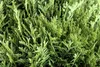 Thuja occidentalis 'Danica', Kugel-Lebensbaum, immergrün, Produktbild-Vorschau 9