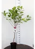 Prunus cerasus 'Morellenfeuer' ca. 120 cm- Sauerkirsche Produktbild-Vorschau 2