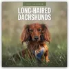 Long-Haired Dachshunds - Langhaardackel 2027 - Produktbild-Vorschau 1