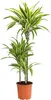 Dehner Drachenbaum Lemon Lime, dreitriebig, ca. 110-120 cm, Produktbild-Vorschau 1
