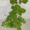 Rubus Idaeus 'Polka', frambozenstruik, in pot van 2 liter Productafbeelding-voorbeeld 6
