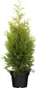 Thuja occidentalis 'Brabant', Lebensbaum, immergrün, 80-100 Produktbild-Vorschau 1