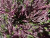6 x Calluna vulgaris rouge/rouge - Bruyère d'été, bruyère Voir les images du produit 2